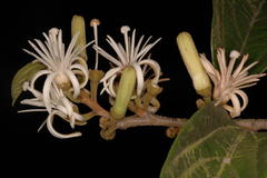 Alangium hexapetalum